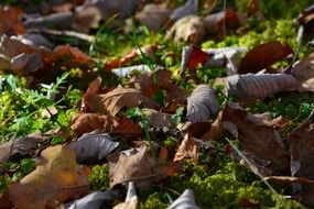 autumn leaves on forest floor