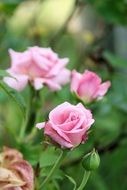 bush with pink roses closeup