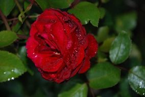 red flower with drops macro