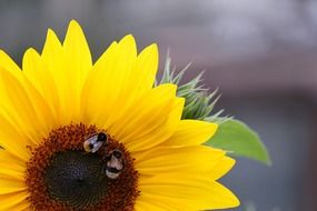 Two insects on sunflower