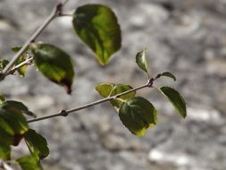 branch with green leaves in bright sun close up