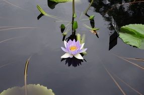 water lily is a floating flower