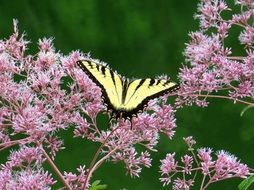 joe pye butterfly