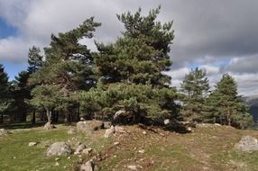 pine trees on a rocky hill