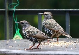 two spotted birds