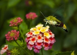 colorful insect macro photo