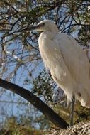 wild white bird, heron