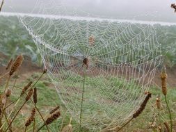 drops of dew on a large cobweb