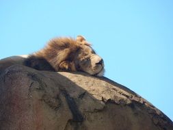 the lion is lying on a stone in safari