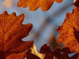 Closeup photo of oak leaves