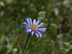 violet petals of Alpine flower