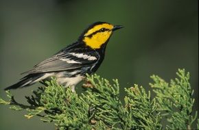 warbler bird golden cheeked