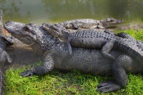 dark crocodiles on the grass near the water