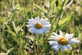 two white daisies in a meadow closeup