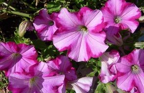pink petunia flowers in the garden