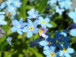 cute blue forget-me-not flowers close-up on blurred background