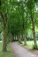 cozy path between the trees