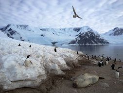 penguins and birds on the coast of Antarctica