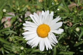 closeup photo of White margaret flower