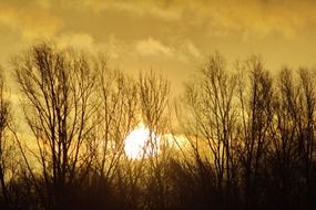 sunrise behind the trees