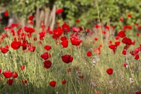 bright red poppies field close-up on blurred background