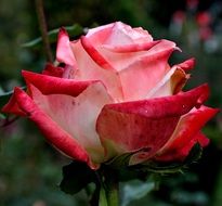 pink with red rose at dark green background