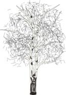 drawing birch on a white background