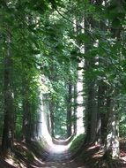 Forest path in Overijse