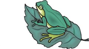 frog on a leaf drawing