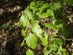 beautiful and delightful leaves