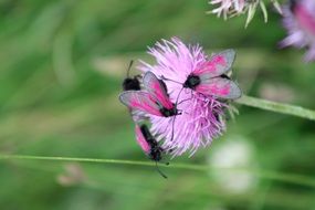 Zygaena buttelflies on pink flower