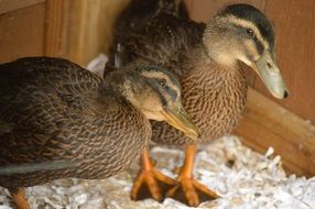 cute domestic ducks