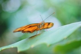 dryas julia butterfly on leaf close-up