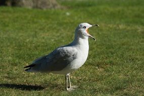 screaming gull in the wild