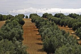 olive tree sierra nevada