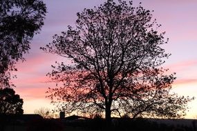 tree silhouette on the evening sky