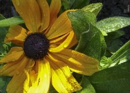 raindrops on a yellow garden flower in summer