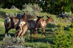 herd of deer in their natural environment