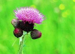 magnificent thistle