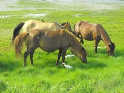 wild horses in the assateague island