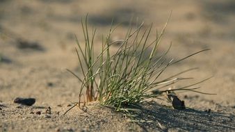 perfect beach plant