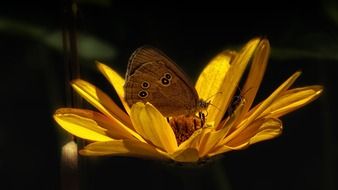 brown butterfly on a yellow flower In the dark closeup