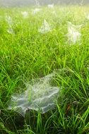 spider webs grass