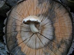 mushroom on log