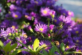 purple aster dumosus garden