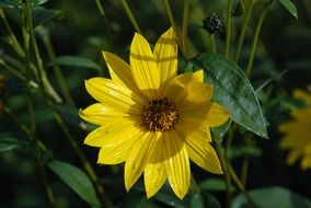 closeup photo of yellow flower with green leaf