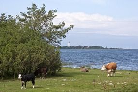 landscape of the cattles are on a ocean bank in Sweden