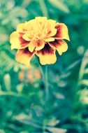 blurred photo of calendula