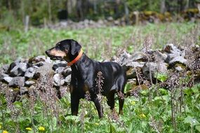 doberman dog on a meadow