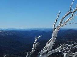 dead tree in peaceful mountains